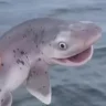 Sharky MoneyMurder
