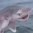 Sharky MoneyMurder